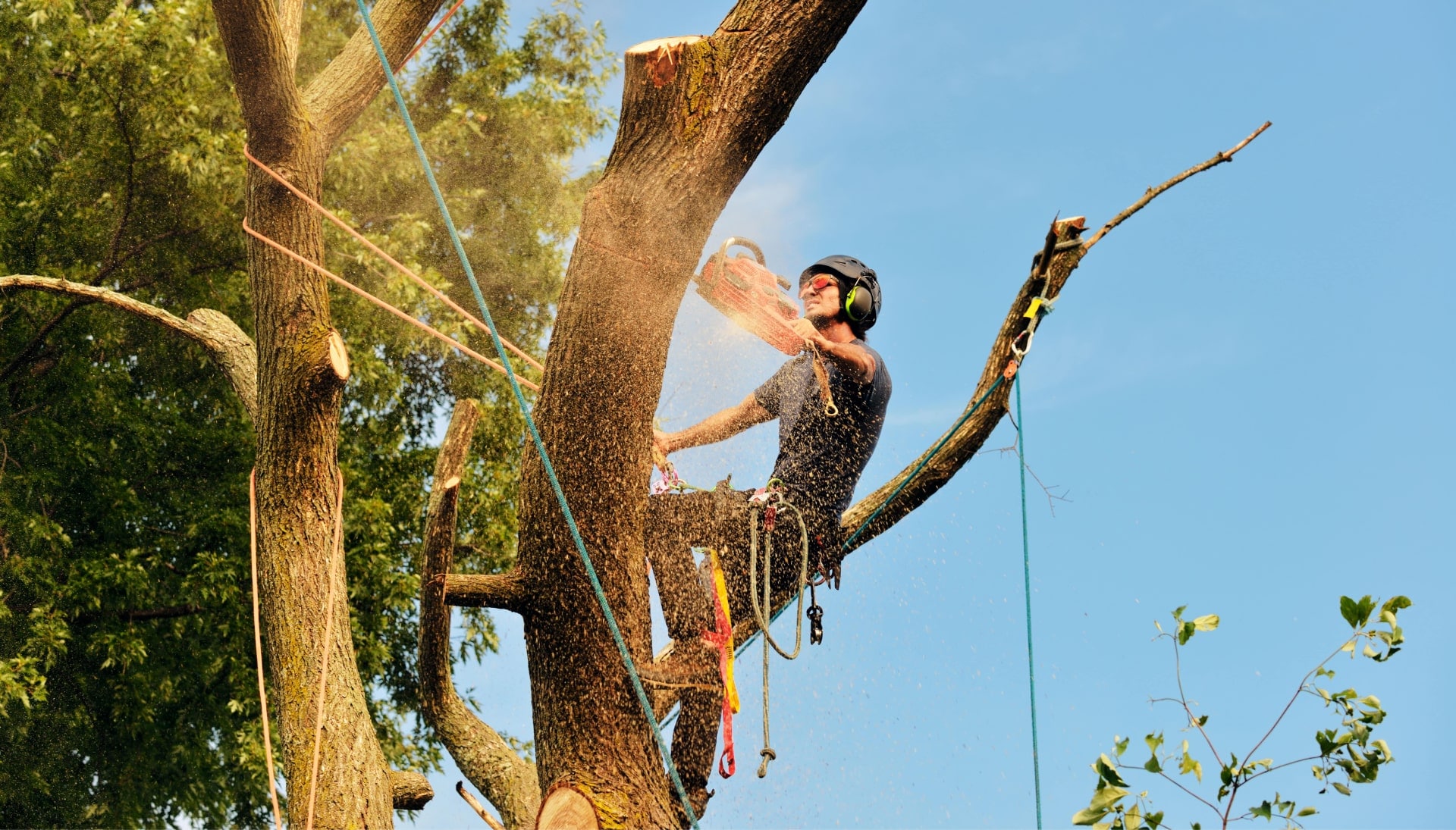 Tree removal services in Greenville.